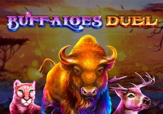 Buffaloes Duel